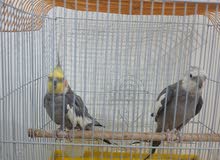 للبيع طيور الكوكتيل كما على الحال للبيع طيور الكوكتيل كما على الحال
