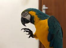talking blue and gold macaw talking blue and gold macaw