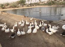 يتوفر وز كوبرا ومورتن وبلغاري درجة اولى مال بحيرة يتوفر وز كوبرا ومورتن وبلغاري درجة اولى مال بحيرة