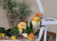 white belly caique baby\ فروخ وايت بيلي white belly caique baby\ فروخ وايت بيلي