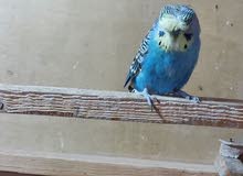 فحل هاجرمو فحل هاجرمو