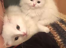 2 Scottish fold white kittens for sale 3 months male