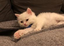 3 month old male kitten for sale 3 month old male kitten for sale