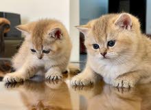 Pure bred Ny11 kittens with certified parents. Pure bred Ny11 kittens with certified parents.