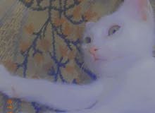 قطه انثى قطه انثى