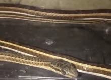 ثعبان غير سام. للبيع ثعبان غير سام. للبيع