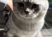 British shorthair cat for sale