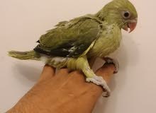 للبيع دره زيتوني إنتاج البحرين و للبيع طير سنقالي إنتاج البحرين للبيع دره زيتوني إنتاج البحرين و للبيع طير سنقالي إنتاج البحرين