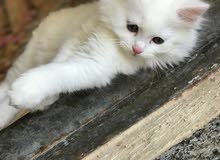 قط شيرازي ذكر للبيع الوصف مهم قط شيرازي ذكر للبيع الوصف مهم
