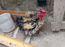 دجاج فرنسي الاصل طوبة زوج مع دجاجدين سلكي شعري دجاج فرنسي الاصل طوبة زوج مع دجاجدين سلكي شعري