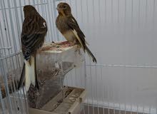 Colorful Canaries Looking For A New Home Colorful Canaries Looking For A New Home