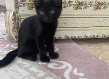  قطوة شيرازي قطوة شيرازي