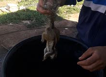 حيونا البيع السنجاب البري حيونا البيع السنجاب البري