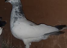 تار فحل تار فحل