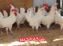 دجاج فيومي مصري سلالة نقية دجاج فيومي مصري سلالة نقية