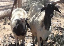 نعجه تحتها اخروف عمره خمسه اشهور ومحاسبه سنه اسداس وعشره فالجديد نعجه مشا الله نعجه تحتها اخروف عمره خمسه اشهور ومحاسبه سنه اسداس وعشره فالجديد نعجه مشا الله