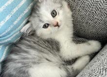 persian kitten persian kitten