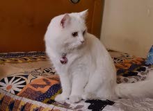 قط شيرازي قط شيرازي