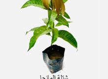 شتلات المانجو لتواصل فقط فتعليق اسفل شتلات المانجو لتواصل فقط فتعليق اسفل