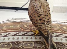 صقر شرياص للبيع السعر 300 صقر شرياص للبيع السعر 300