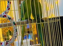 جوز ببغاء دره جوز ببغاء دره