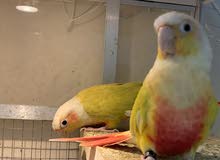 suncheek pair suncheek pair