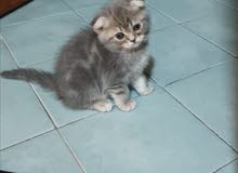 قط ذكر سكوتيش فولد kitten scotish fold tabby male قط ذكر سكوتيش فولد kitten scotish fold tabby male