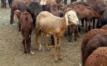 كباشان سوداني فحول كباشان سوداني فحول