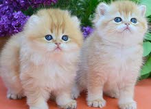 pure breed kitten British shorthair