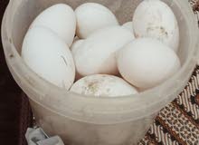 بيض وز للبيع