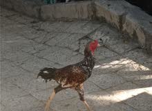 male rooster male rooster