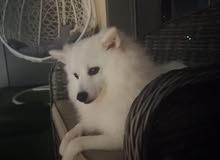 japanese spitz for sale