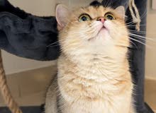 قطة أنثى سكوتش بيور للبيع Scottish Pure female cat