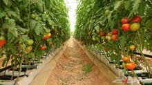 مطلوب مهندس زراعي وسكرتير لشركة زراعية ذات انظمة مائية (هايدروبنك) مطلوب مهندس زراعي وسكرتير لشركة زراعية ذات انظمة مائية (هايدروبنك)