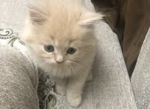 شيرازي شيرازي