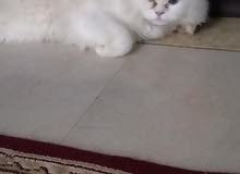 قط شيرازي بيووور قط شيرازي بيووور