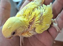 فــــــراخ روز وفــــــراخ كوكتيـــل للـــزق اليــــدوي