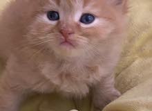 kitn 35Dais kitn 35Dais