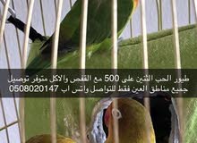 طيور الحب الثنين على 400مع القفص والاكل متوفر عندي توصيل في العين طيور الحب الثنين على 400مع القفص والاكل متوفر عندي توصيل في العين