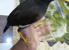 للبيع مينا اليفه طينه صحه جيده بس ماتحجي مامعلمينه تغريد عمره سنه للبيع مينا اليفه طينه صحه جيده بس ماتحجي مامعلمينه تغريد عمره سنه