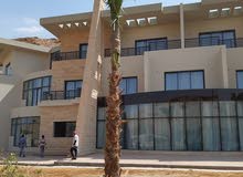 لبيع وتوريد وزراعه نخيل الزينه الواشنطنياء جميع المقاسات وبأسعار لبيع وتوريد وزراعه نخيل الزينه الواشنطنياء جميع المقاسات وبأسعار