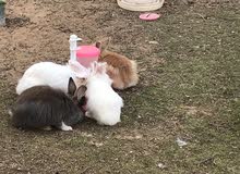 Family of 5 Young Rabbits & Mother Family of 5 Young Rabbits & Mother