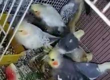 5 زواج كوكتيل عراقي 5 زواج كوكتيل عراقي