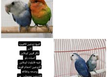 لافبيرد لافبيرد
