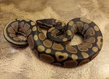 This is ball python baby. It’s fancy and rare This is ball python baby. It’s fancy and rare