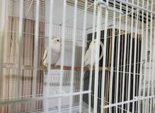 Love Birds Love Birds
