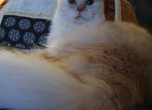 Mail Cat Himalaya and Persian Mail Cat Himalaya and Persian