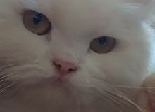 شيرازي للبيع شيرازي للبيع