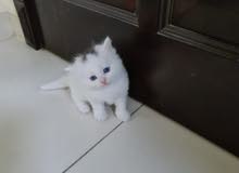 original Shirazi pure 2 kittens available original Shirazi pure 2 kittens available