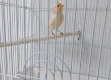 ذكر كناري موزيك تغريد قوي جدا ذكر كناري موزيك تغريد قوي جدا